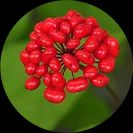 Ginseng